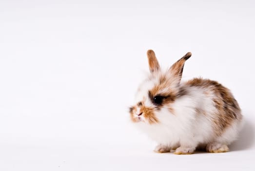 rabbit isolated over white