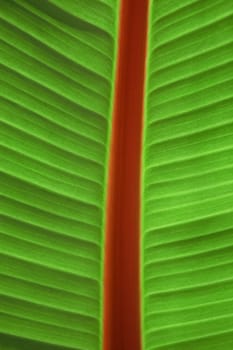 Freshness Palm Leaf