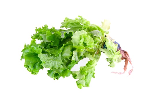 Green Lettuce isolated on white