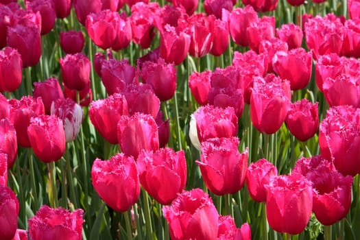 Pink Tulips Horizontal