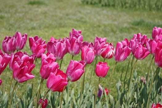 Pink Tulips