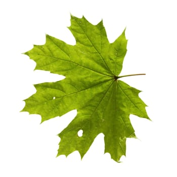 lightgreen maple leaf isolated on a white background