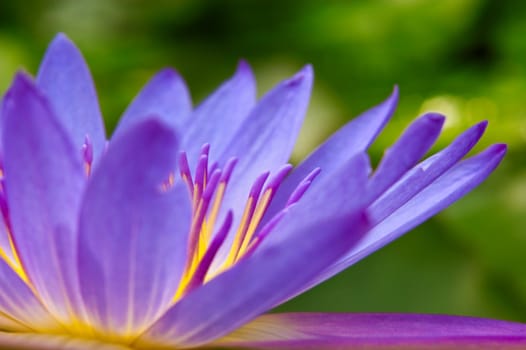 Close up purple water lily on a pond.