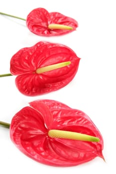 Anthurium exotic beautiful red and yellow flower still macro
