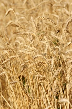 Wheat field in summer, waiting for harvesting