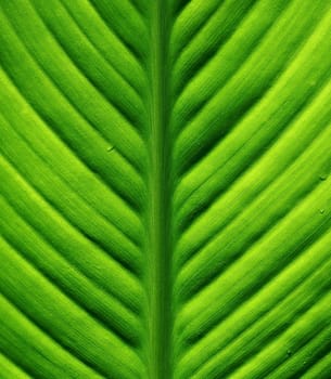 macro, studio, Canon 30D