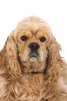 American Cocker Spaniel, isolated on white background