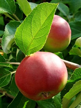 growing apples on the apple-tree branch