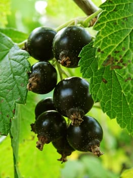 little bunch of blackcurrant on the branch