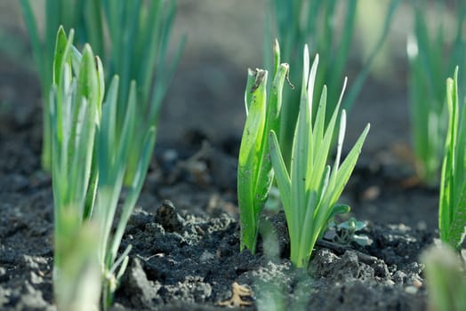 Small plant growing out of the soil in spring