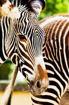 A couple of zebra at the zoo