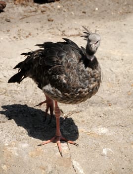 Southern screamer (Chauna torquata) commn to Central and South America
