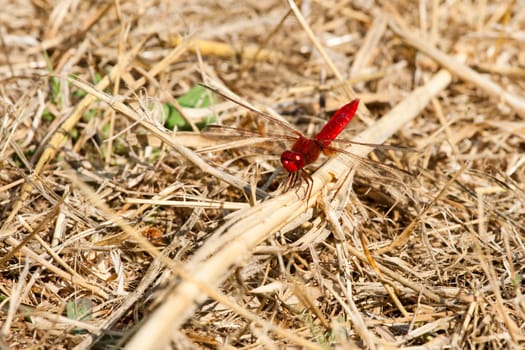 Dark red dragonfly seats on yellow dry grass.