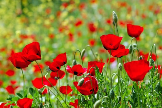 Field of blooming poppy flowers. Spring season background.