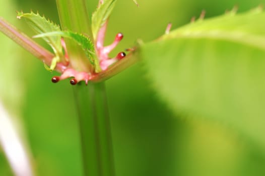 Impatiens Qlandulifera aka Himalayan Balsam