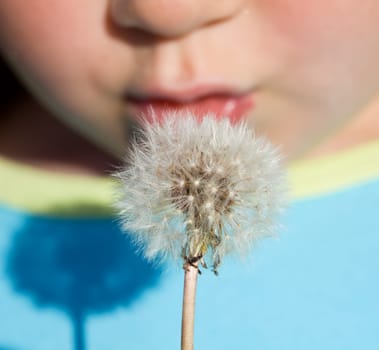 Kid blowing dandelion seeds in the sunshine - closeup, shallow depth of field