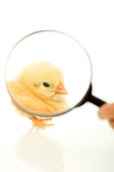 Chicken seen through magnifier - isolated