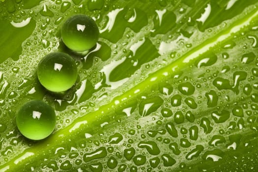 Fresh and pure green nature background - leaf pattern with water drops