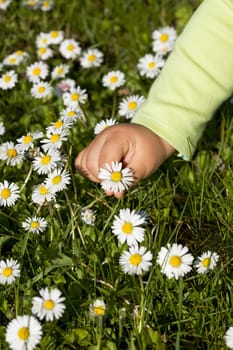 Kid hand picking white wildflowers from the green grass in bright sunshine