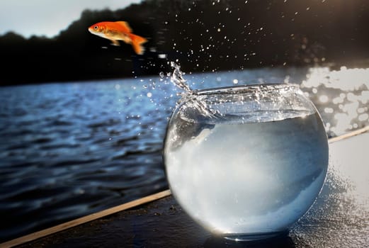 goldfish jumping out of the water
