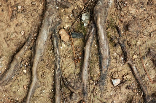 Tree roots above the ground. Abstract background.