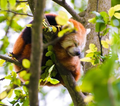 A Red Panda sleeping in a tree.