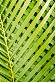 Reed palm leaves - Chamaedorea seifrizii