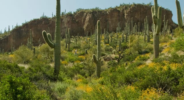 Cactus dot a hillside in the Arizona desert.