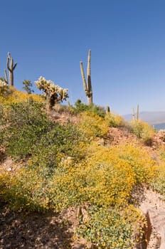Cactus dot a hillside in the Arizona desert.