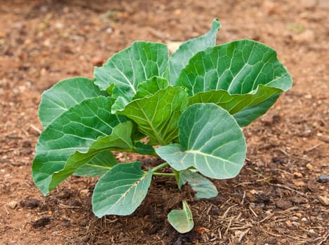 Cabbage vegetable planted in natural soil