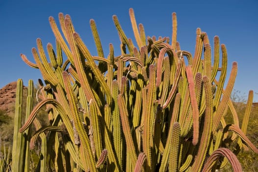 Desert Botanical Garden