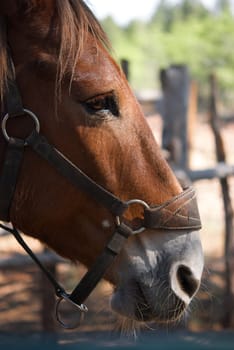 The profile view of a horse
