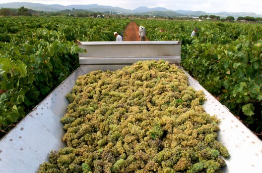 tractor where the grape takes shelter