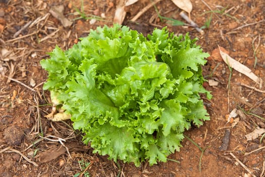 Fresh lettace vegetable planted in natural soil