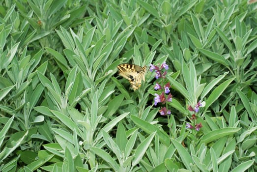 Large bush of sage with flowers and butterfly