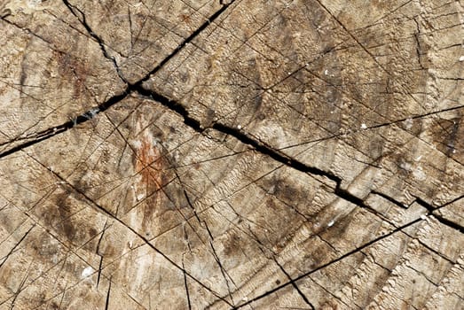 Natural texture of rough old tree trunk