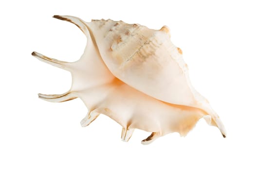 Marine shell isolated on white background, clipping path.