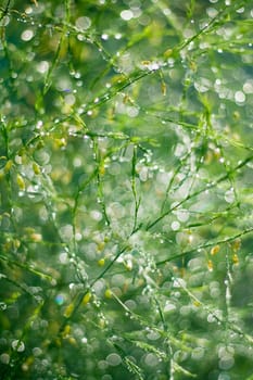 Close-up of green twigs after the rain.