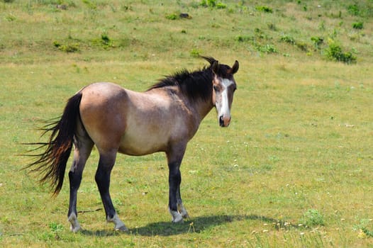 lonely horse grazing at the green meadow