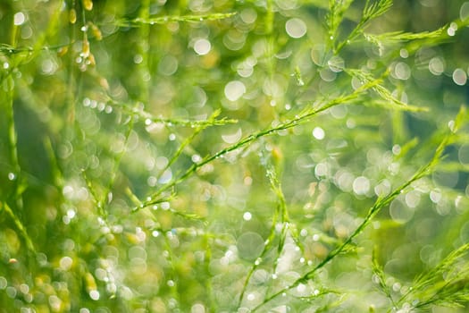 Close-up of green twigs after the rain.