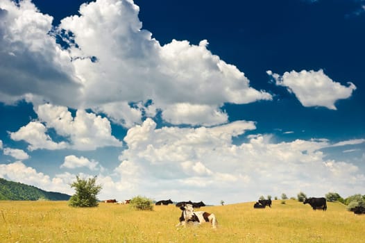 herd of cows grazing at summer sunny meadow