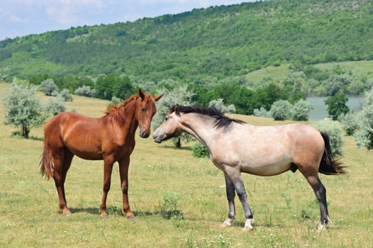 two friendly horses playing at green meadow