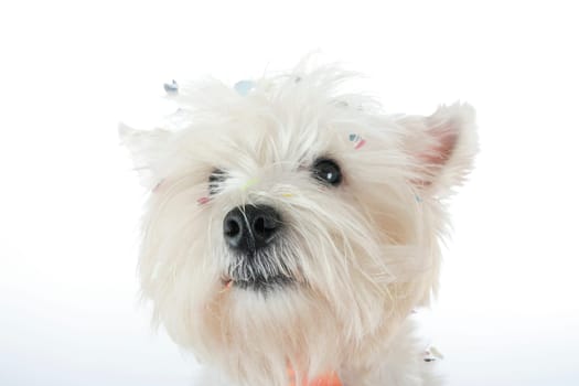 West highland white terrier with confetti.