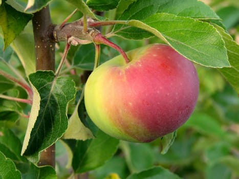 growing apple on the apple-tree branch