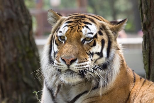 Portrait of a tiger