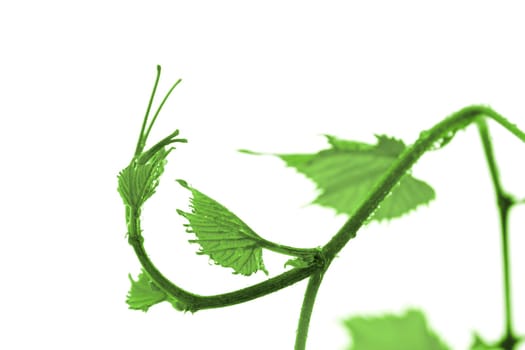 Green grape leaf isolated on white