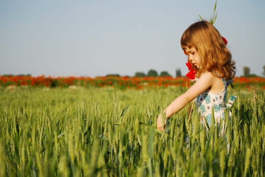 a short trip to the poppy field