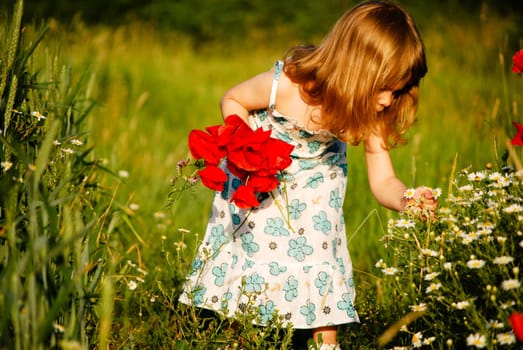 a short trip to the poppy field