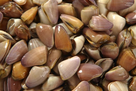 Clams, tellin seafood close up texture background