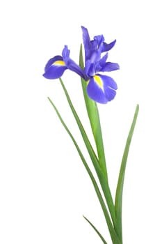Blue iris isolated against a white background.